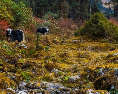 The Flora and Fauna of the Kanchenjunga Region