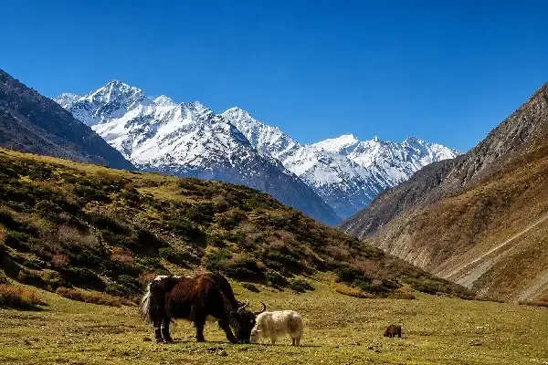 Tsum Valley Trek | Itinerary, Cost and Difficulty