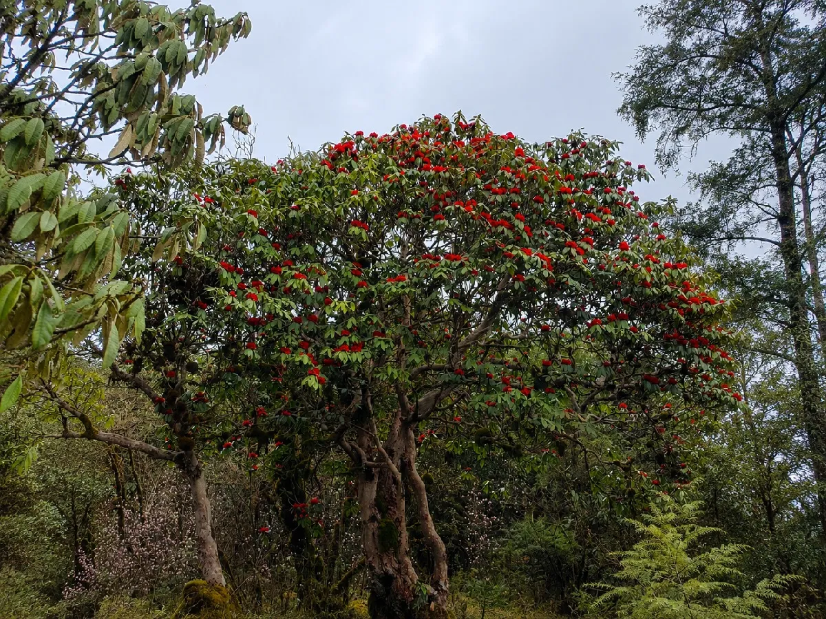 rhododendron forest at ama yangri trail