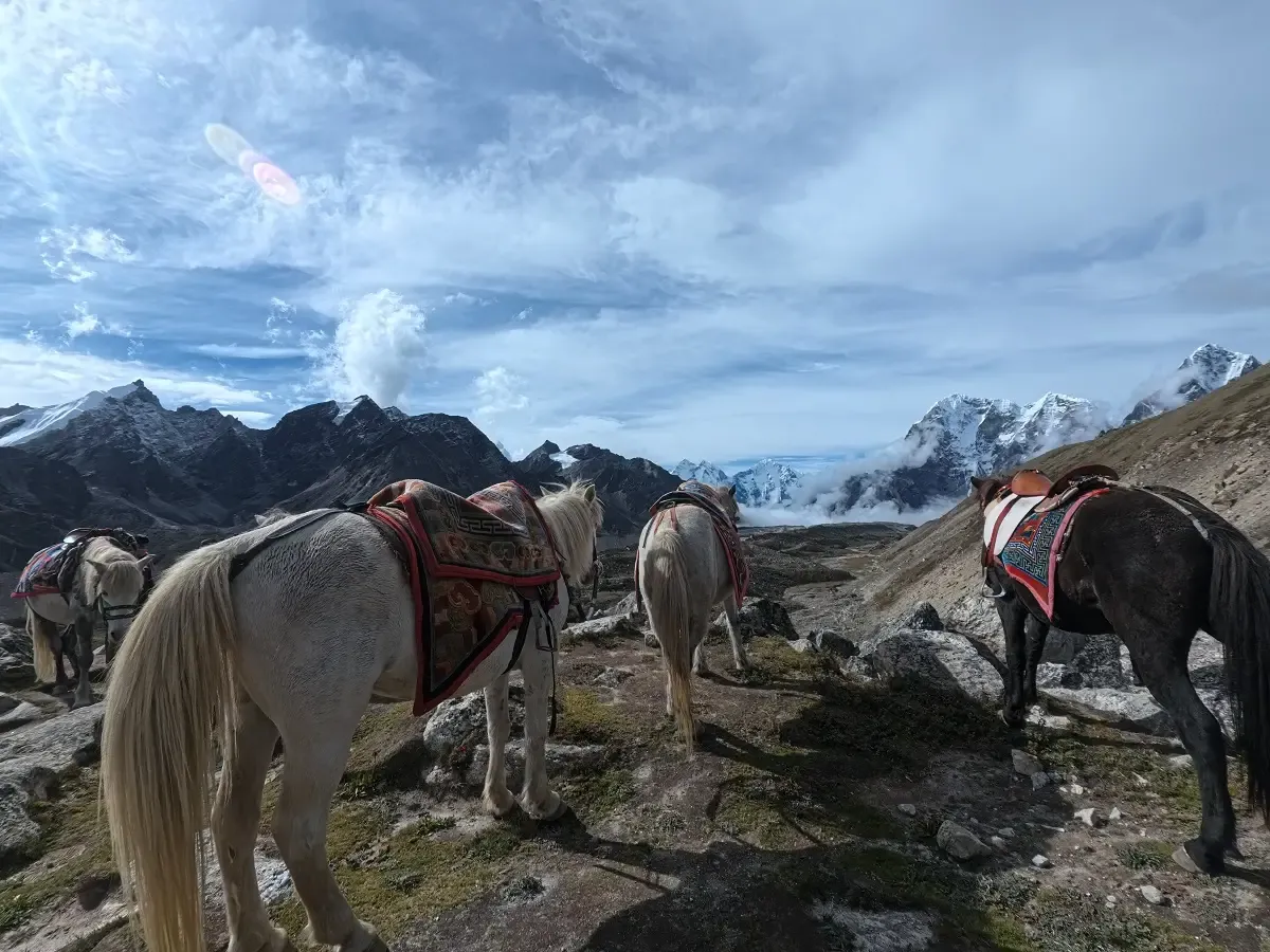 himalayan pack horses