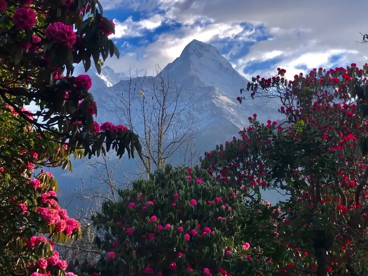 rhododendron forest ghorepani poon hill