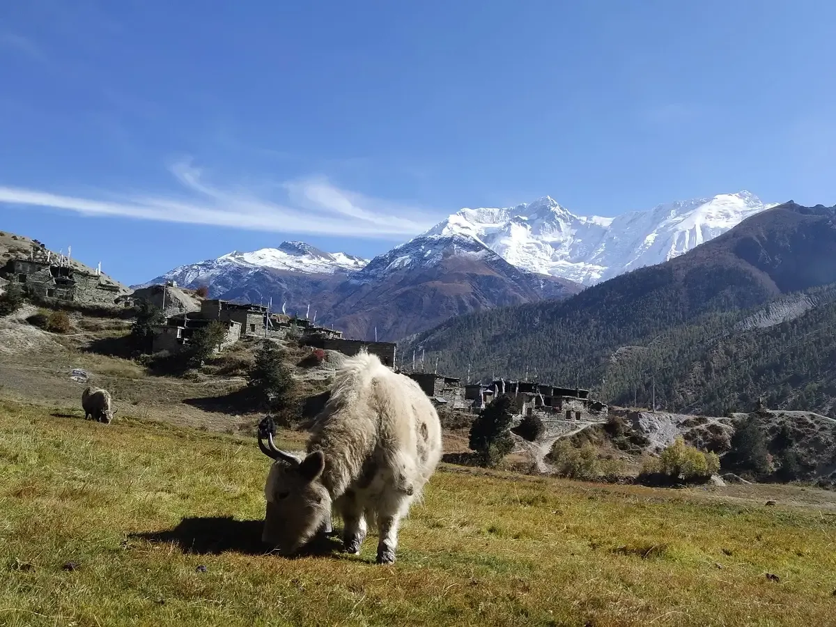 himalayan yak grazing near manang village