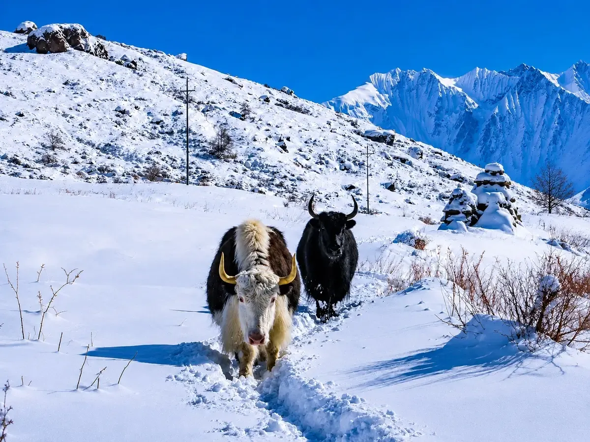 Yaks on the snowy Langtang trail
