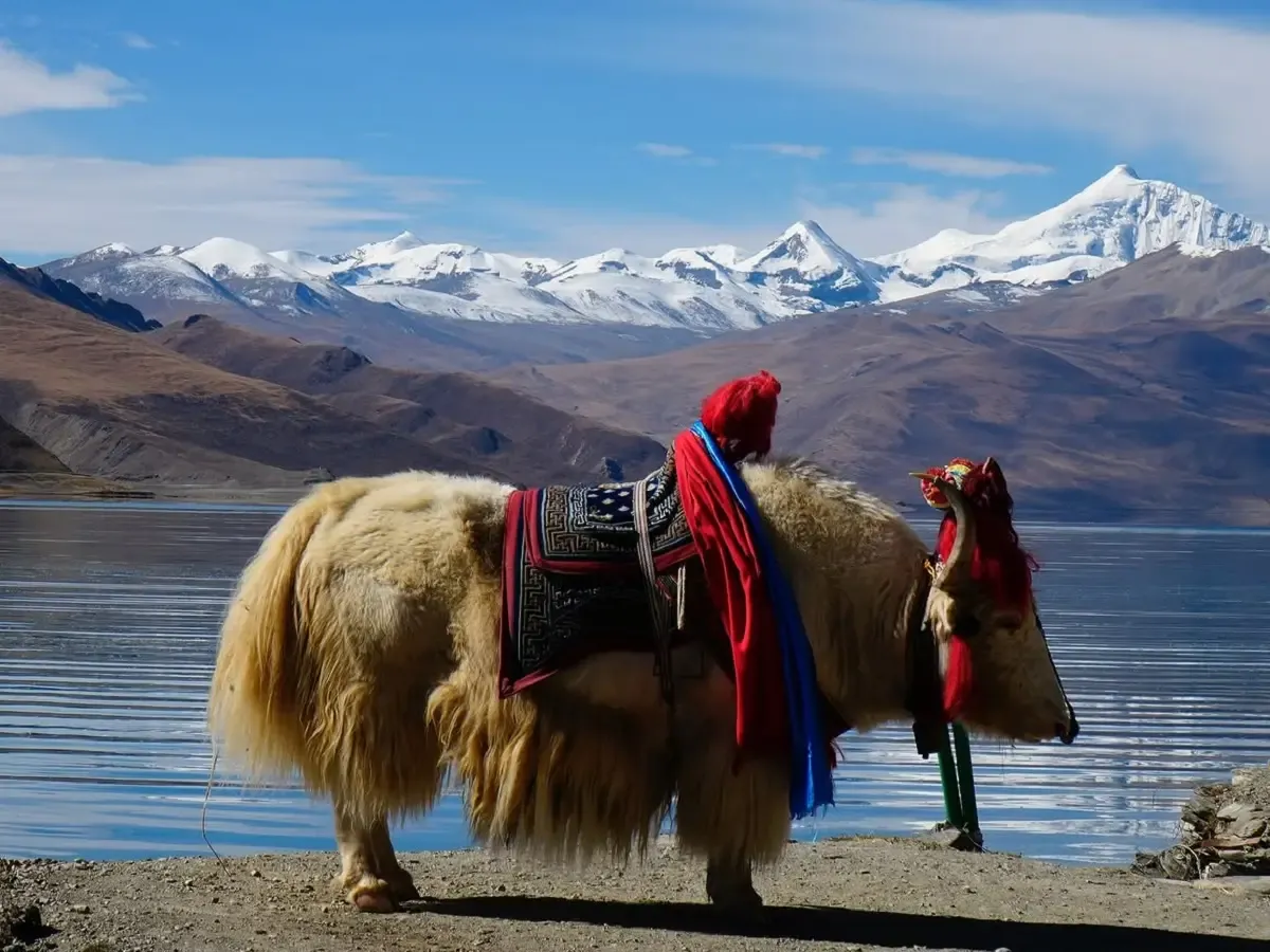 yamdrok tso lake in  tibet
