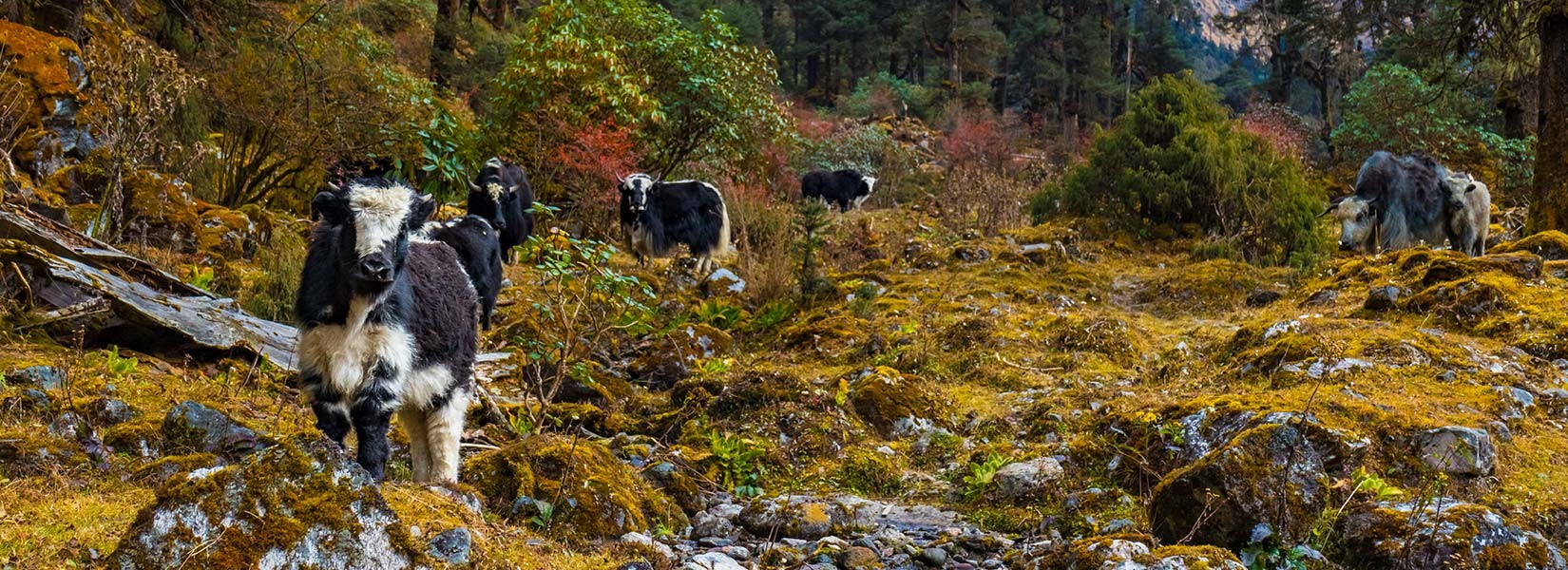 The Flora and Fauna of the Kanchenjunga Region