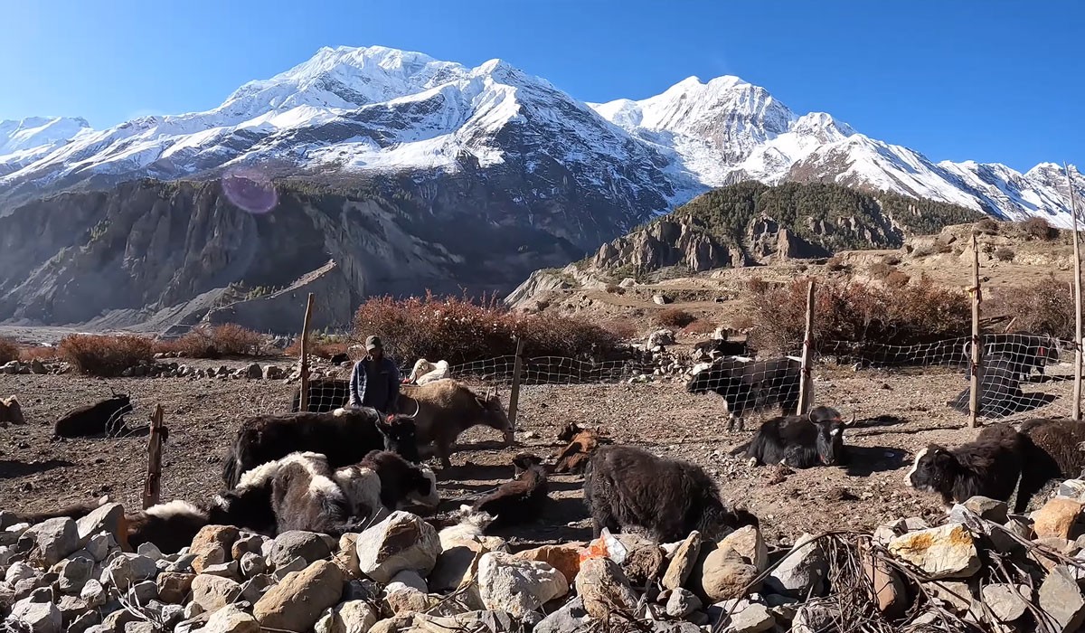 Highlights of Annapurna Circuit Trek in November