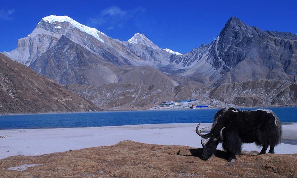 wildlife in gokyo nepal